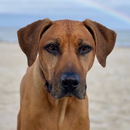 Baju, Rhodesian Ridgeback Baju, Rhodesian Ridgeback