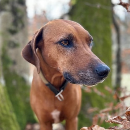Ema, Rhodesian Ridgeback Ema, Rhodesian Ridgeback