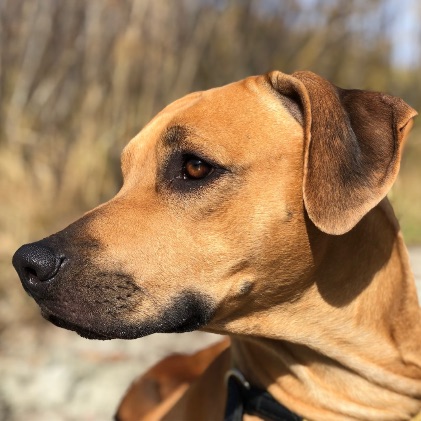 Winston, Rhodesian Ridgeback Winston, Rhodesian Ridgeback