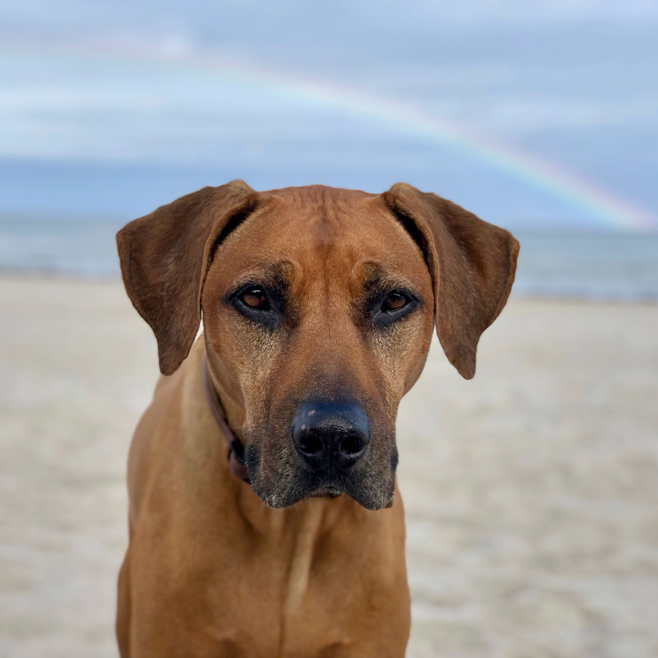 Baju - Rhodesian Ridgeback