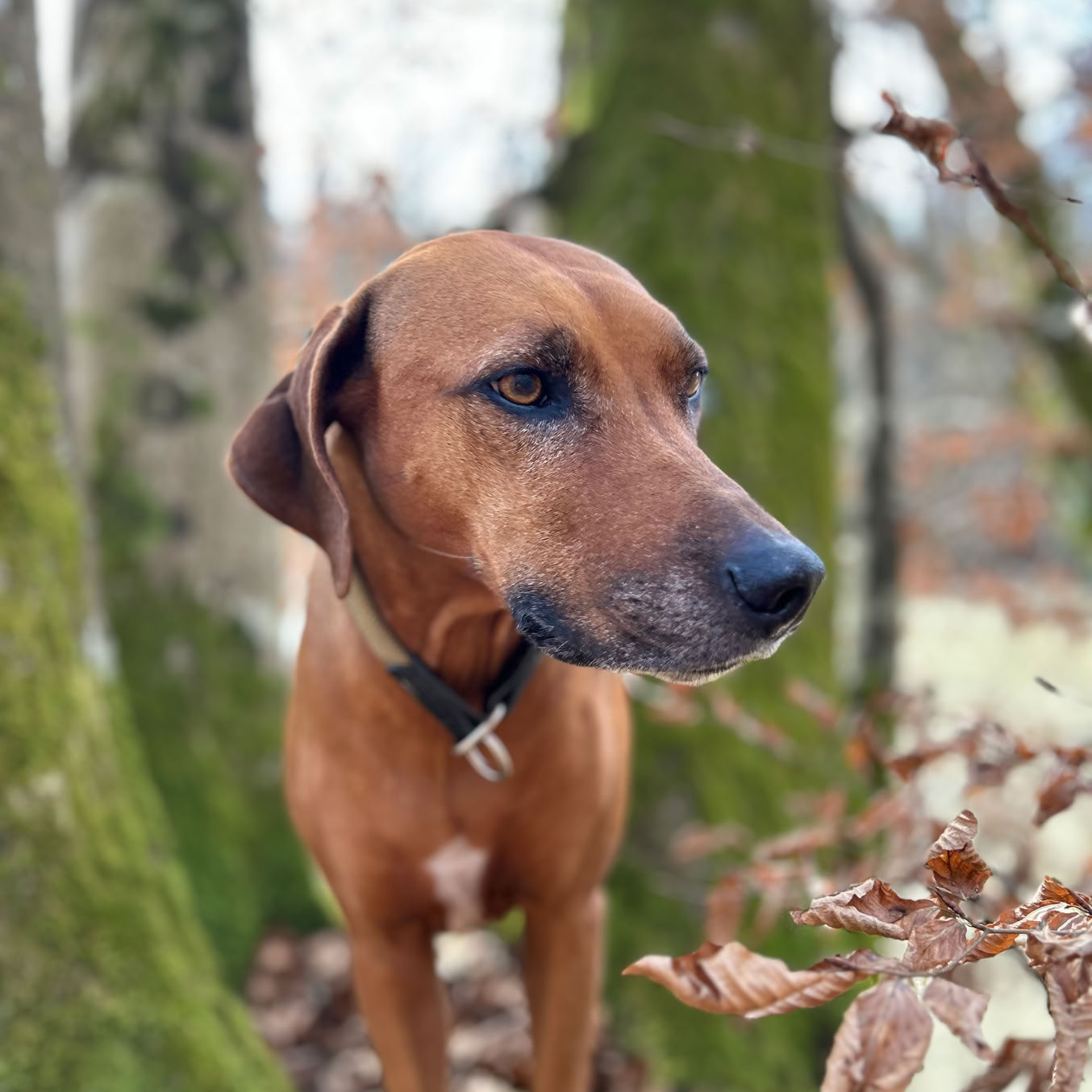Ema - Rhodesian Ridgeback