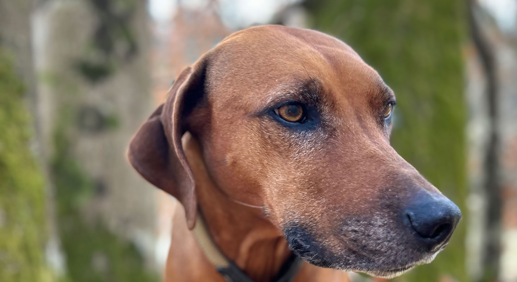 Erikas Rhodesian Ridgeback Ema, die nach links schaut, im Freien mit unscharfem Hintergrund.