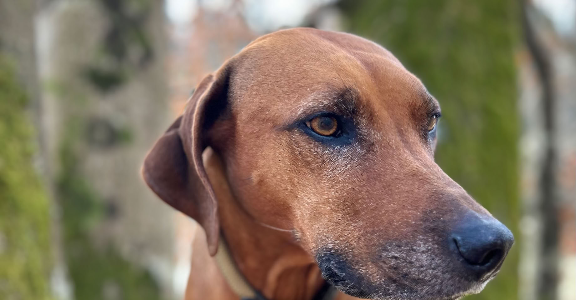 Brauner Rhodesian Ridgeback, der nach links schaut, im Freien mit unscharfem Hintergrund.