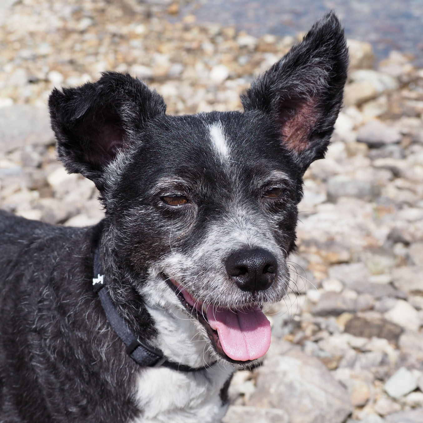 Laika - Border Collie-Corgi