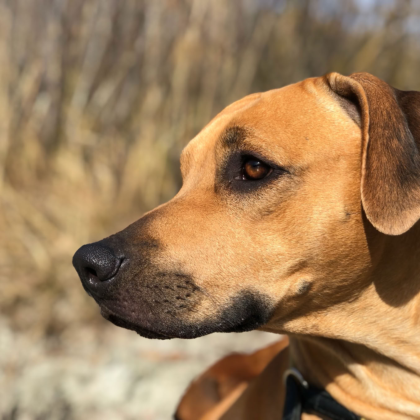 Winston - Rhodesian Ridgeback