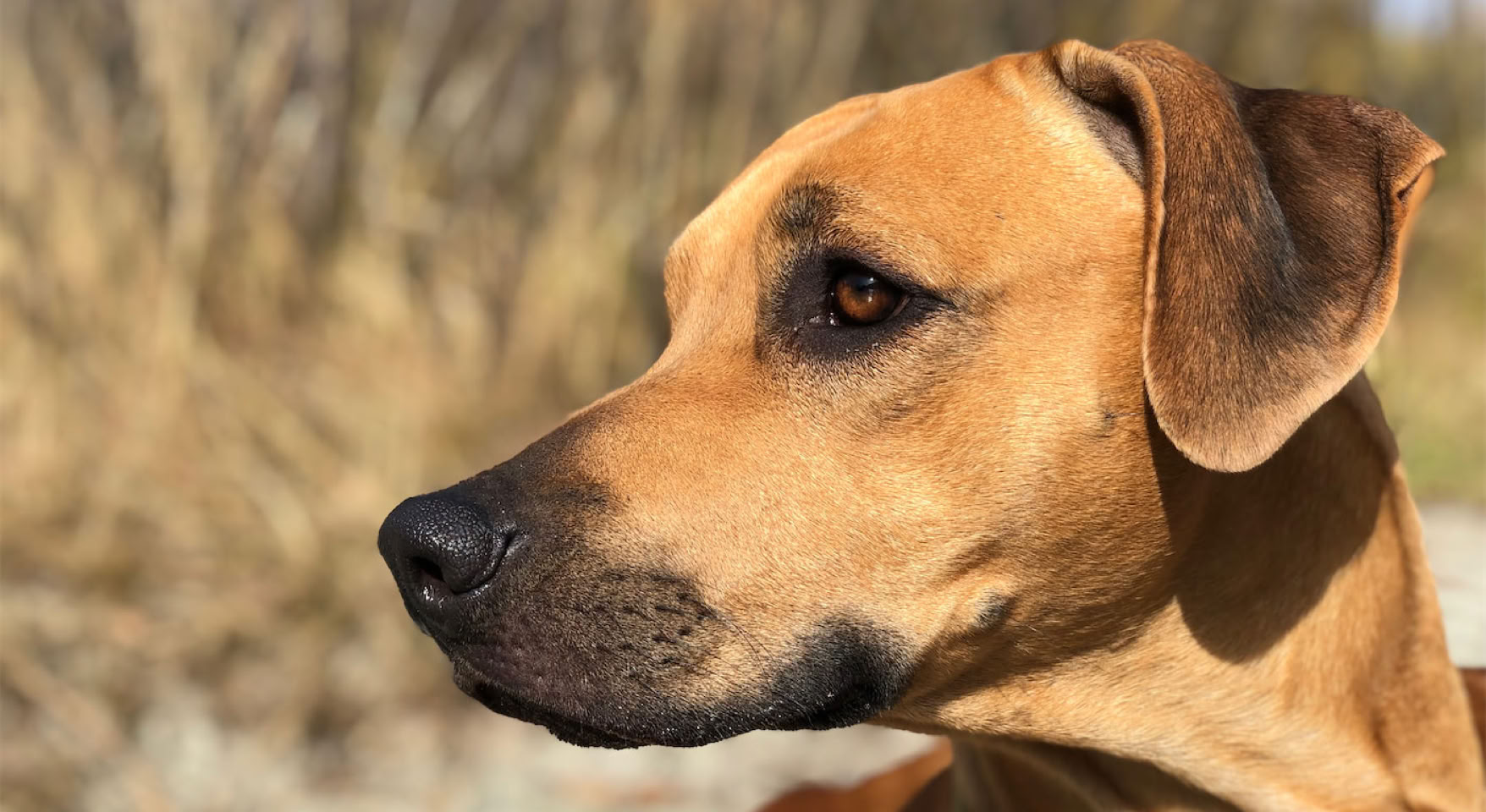 Erika Rhodesian Ridgeback Winston, der nach links schaut, im Freien mit unscharfem Hintergrund.