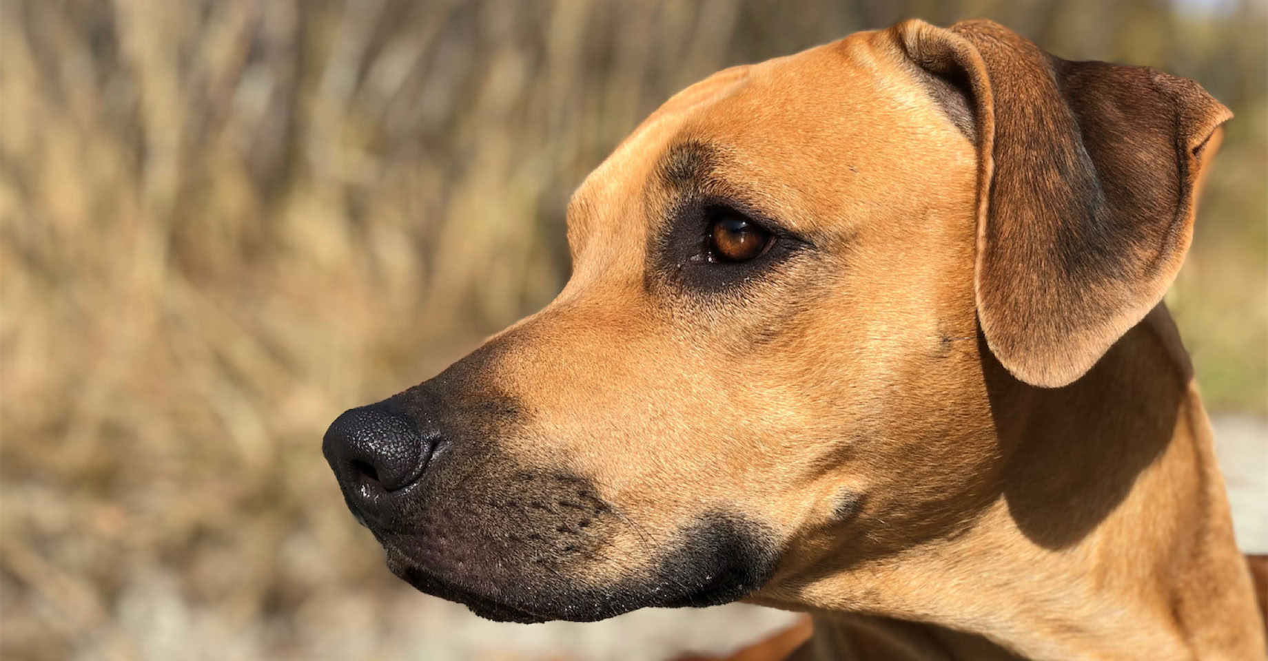 Brauner Rhodesian Ridgeback, der nach links schaut, im Freien mit unscharfem Hintergrund.